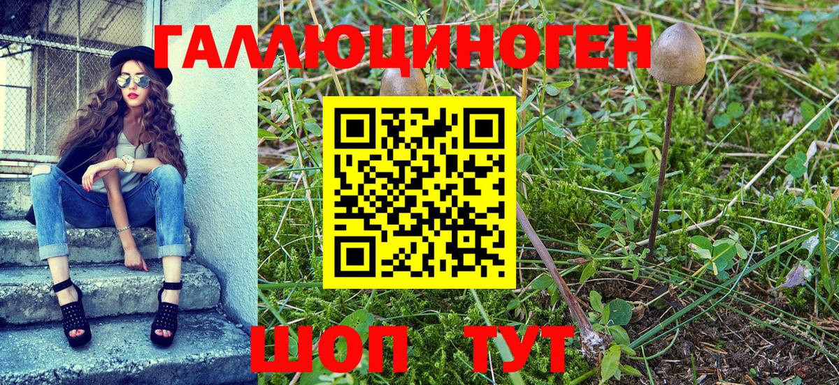 Псилоцибиновые грибы Psilocybine cubensis Можга
